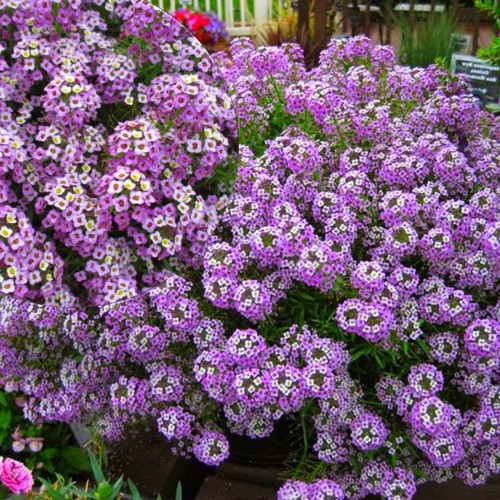 Lobularia maritina 'Lucia Lavender' - Rand-kivikilbik 'Lucia Lavender'